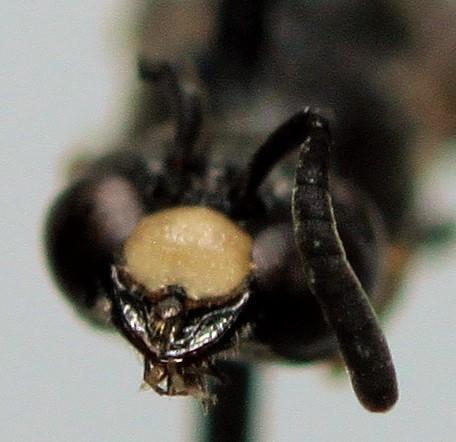 Réf. 199 869 : Microdynerus timidus